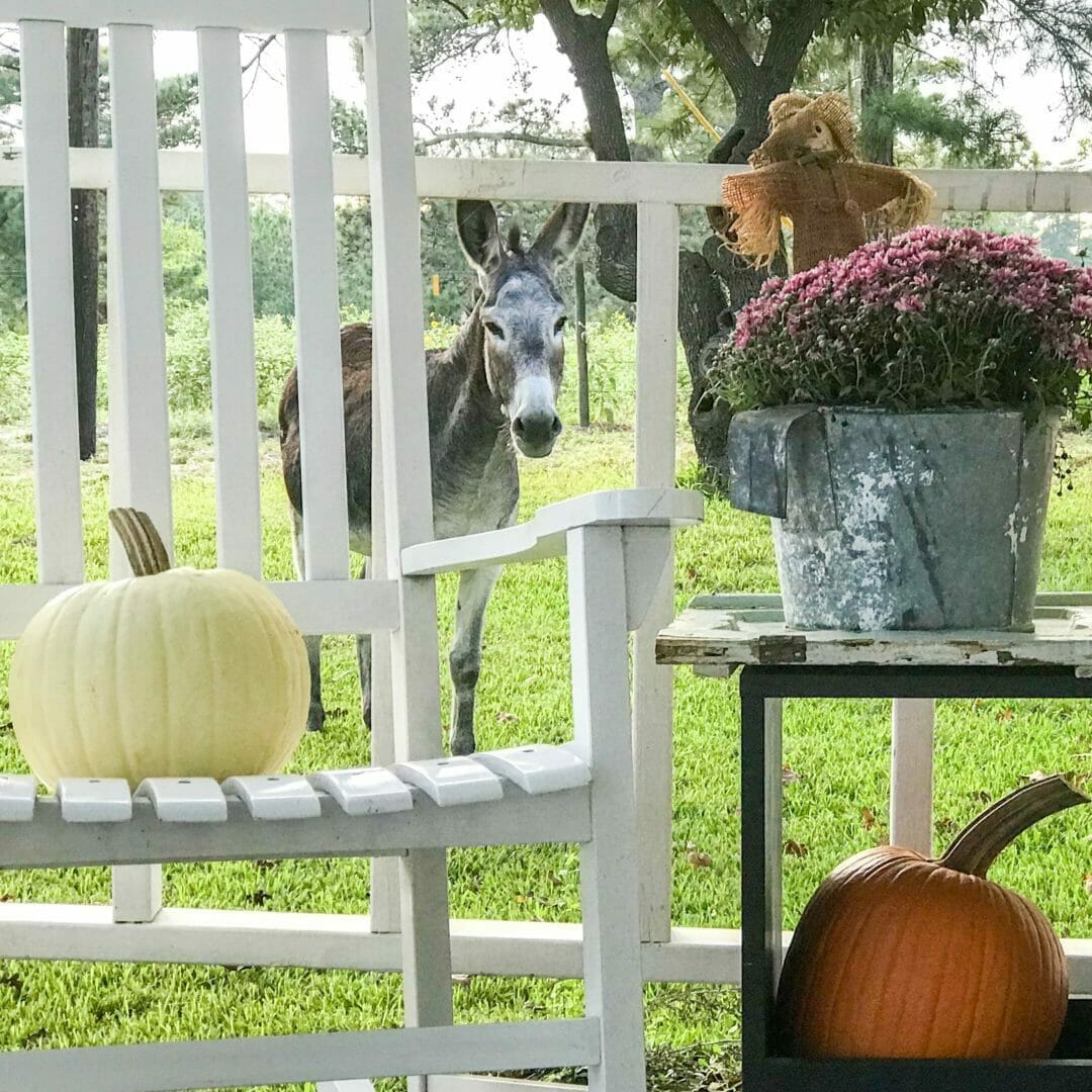 white rocking chair with pumpkins, mums and donkey in background