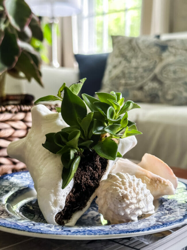 shells with dirt and plant