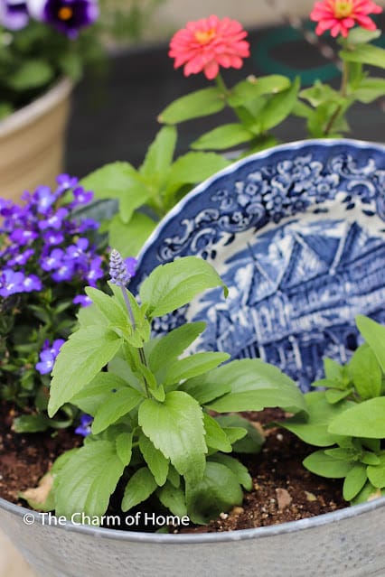 plants in a bucket with a blue and white plate 