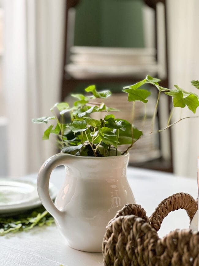 small white pitcher with English Ivy inside