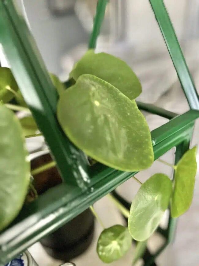 close up photo of a small green house with plant