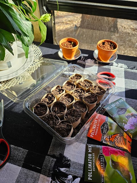 seed packets and seed starter pots in a window