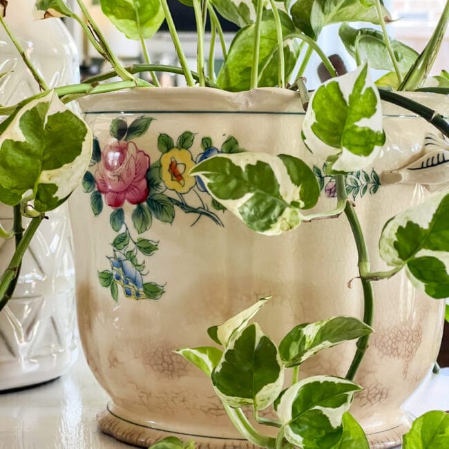 vintage ceramic canister with plant inside.